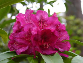 Campbell Rhododendron Gardens - Tourism Hervey Bay 0