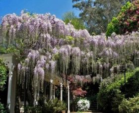 Nooroo Gardens - Hervey Bay Accommodation 0