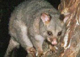 Moondarra State Park - Hervey Bay Accommodation 0