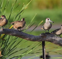 Jerrabomberra Wetlands - Tourism Hervey Bay