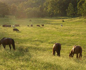 Chapman Valley Horse Riding - Tourism Hervey Bay 4