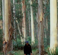 Blue Gum Forest - Tourism Hervey Bay