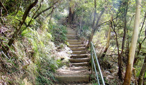 Nature Track - Hervey Bay Accommodation 0