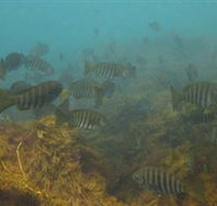 Bunurong Marine and Coastal Park - Hervey Bay Accommodation
