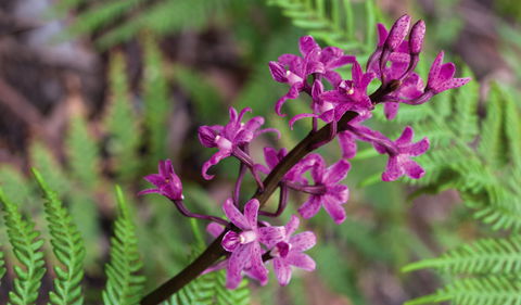 Cassinia Walking Track - Tourism Hervey Bay 0