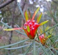 Glenbrook Native Plant Reserve and Nursery - Hervey Bay Accommodation