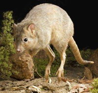 Kanyana Wildlife Rehabilitation Centre - Hervey Bay Accommodation