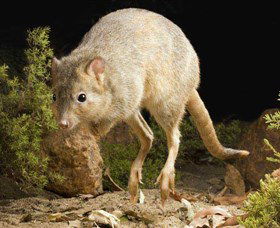 Kanyana Wildlife Rehabilitation Centre - Hervey Bay Accommodation 0