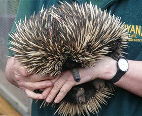 Kanyana Wildlife Rehabilitation Centre - Hervey Bay Accommodation 2