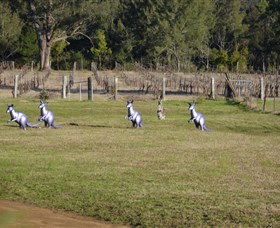 Wollombi Wines - Hervey Bay Accommodation 5