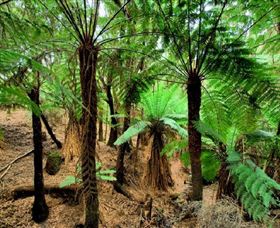 Pegarah Private Nature Reserve & Parenna Place - Hervey Bay Accommodation 0
