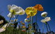 Hunter Valley Gardens - thumb 3