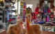 Australian Alpaca Barn - Hunter Valley Gardens - thumb 2