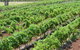 Pokolbin Brothers Wines Hunter Valley - thumb 0