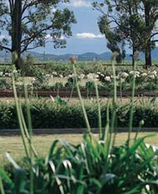 Vinden Estate Wines - Hervey Bay Accommodation 1