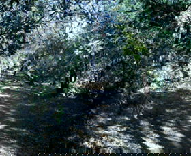 Cave Creek Walking Track - Hervey Bay Accommodation 3