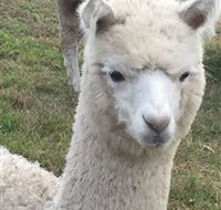 Storybook Alpacas - Hervey Bay Accommodation