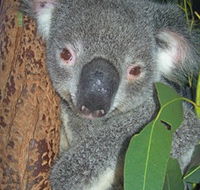 Hunter Valley Zoo - Hervey Bay Accommodation