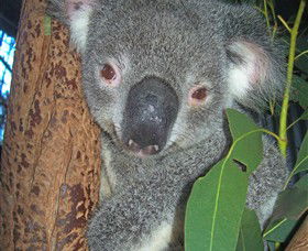 Hunter Valley Zoo - Hervey Bay Accommodation 0
