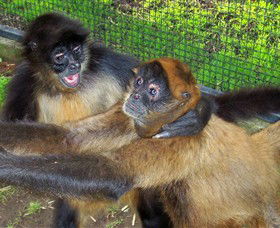 Hunter Valley Zoo - Hervey Bay Accommodation 5