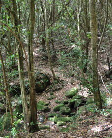 State Forests Of The Watagan Mountains - Hervey Bay Accommodation 2