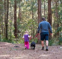 Olney State Forest - Watagan Mountains - Hervey Bay Accommodation