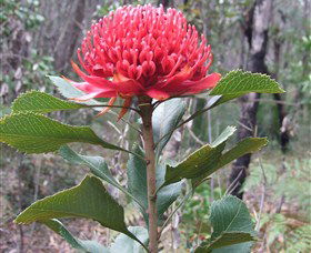 Olney State Forest - Watagan Mountains - Hervey Bay Accommodation 1