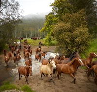 Glenworth Valley Horse Riding - Hervey Bay Accommodation
