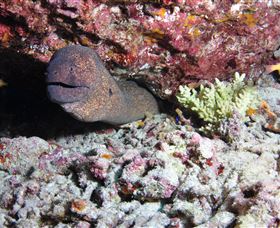 Anchor Bommie Dive Site - Tourism Hervey Bay 1