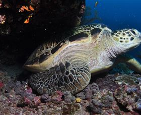 Anchor Bommie Dive Site - Tourism Hervey Bay 2