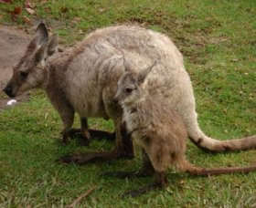 Forest Of Tranquillity - Australian Rainforest Sanctuary - Hervey Bay Accommodation 1