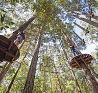 TreeTop Adventure Park Central Coast - Hervey Bay Accommodation
