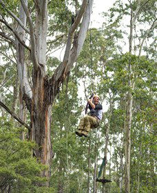 TreeTop Adventure Park Central Coast - Hervey Bay Accommodation 2