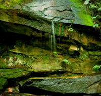 Strickland State Forest - Hervey Bay Accommodation