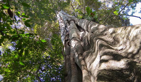 Moore Park Nature Reserve - Hervey Bay Accommodation 1