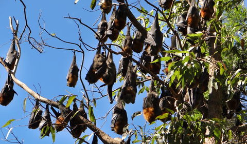 Moore Park Nature Reserve - Hervey Bay Accommodation 2