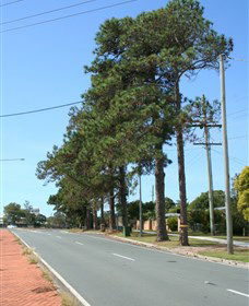 Anzac Memorial Avenue, Redcliffe - Hervey Bay Accommodation 1