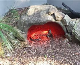Blackbutt Reserve - Hervey Bay Accommodation 8