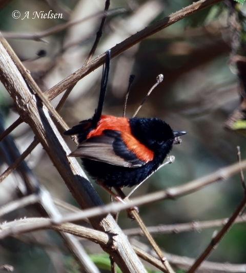 Cooloola Nature - Hervey Bay Accommodation 7