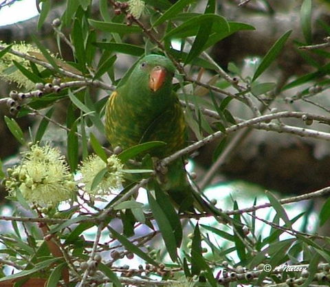 Cooloola Nature - Hervey Bay Accommodation 8