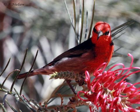 Cooloola Nature - Hervey Bay Accommodation 9