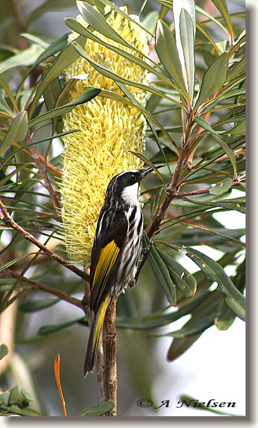 Cooloola Nature - Hervey Bay Accommodation 11