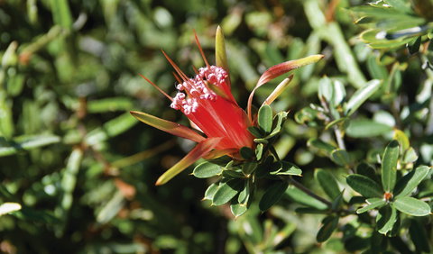 Wallarah National Park - Hervey Bay Accommodation 2