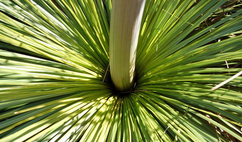 Wallarah National Park - Hervey Bay Accommodation 3