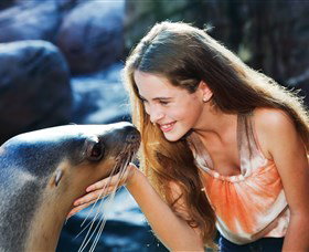 Sea Life Sunshine Coast - Hervey Bay Accommodation 1