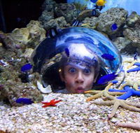 Sea Life Sunshine Coast - Hervey Bay Accommodation