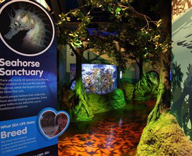 Sea Life Sunshine Coast - Hervey Bay Accommodation 3