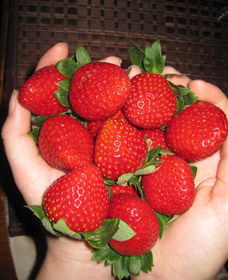 The Strawberry Farm - Tourism Hervey Bay 0
