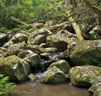 Booyong walking track - Hervey Bay Accommodation