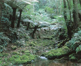 The Corn Trail Walk - Hervey Bay Accommodation 0